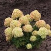 Hydrangea paniculata 'Cotton Cream' - Aedhortensia 'Cotton Cream' C2/2L